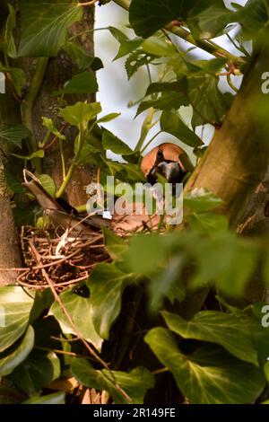 Aufgabenfreigabe... Hawfinch ( Coccothraustes coccothraustes ), männliche Fütterung grüblerender Weibchen Stockfoto