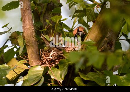 Aufgabenfreigabe... Hawfinch ( Coccothraustes coccothraustes ), männliche Fütterung grüblerender Weibchen Stockfoto