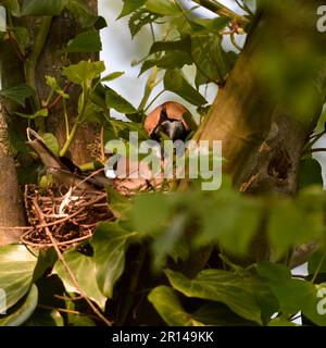 Aufgabenfreigabe... Hawfinch ( Coccothraustes coccothraustes ), männliche Fütterung grüblerender Weibchen Stockfoto