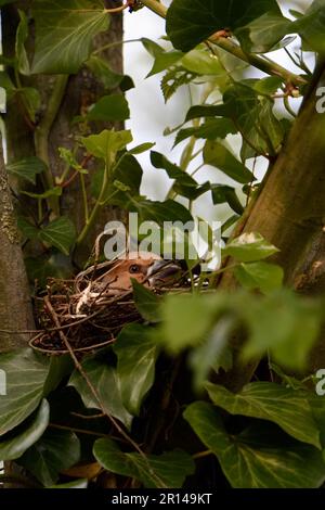 Tief im Nest liegen... Hawfink ( Coccothraustes coccothraustes ), weibliche Vogelbrut in der Astgabel eines Baumes Stockfoto