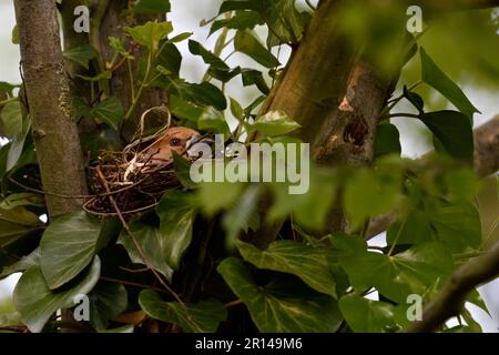Tief im Nest liegen... Hawfink ( Coccothraustes coccothraustes ), weibliche Vogelbrut in der Astgabel eines Baumes Stockfoto