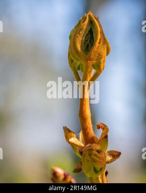 Rosskastanie - Blattknospe öffnet sich im Frühling. Porträt. Stockfoto