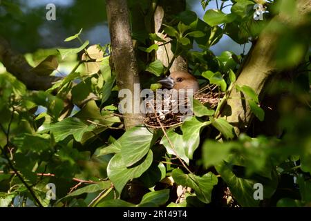 Gut versteckt... Hawfink ( Coccothraustes coccothraustes ), weiblich im Nest zwischen Efeu in Astgabel Stockfoto