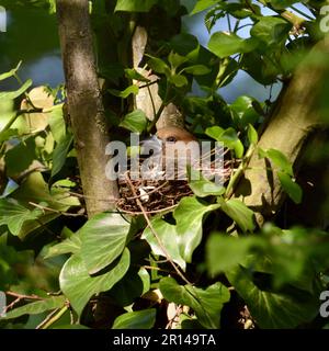 Gut versteckt... Hawfink ( Coccothraustes coccothraustes ), weiblich im Nest zwischen Efeu in Astgabel Stockfoto