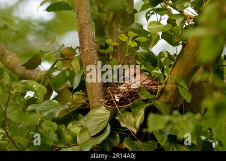 Seltene Beobachtung... Hawfinch ( Coccothraustes coccothraustes ) auf dem Nest Stockfoto