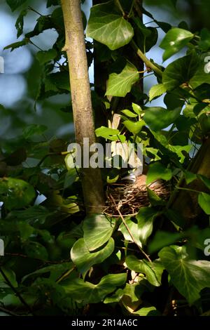 Gut versteckt... Hawfink ( Coccothraustes coccothraustes ) an der Niststelle, an der Zuchtstelle Stockfoto