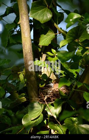 Gut versteckt... Hawfink ( Coccothraustes coccothraustes ) an der Niststelle, an der Zuchtstelle Stockfoto