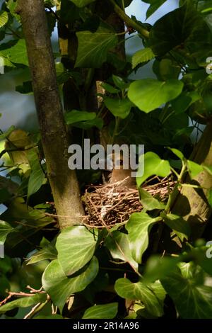 Leise und heimlich... Hawfink ( Coccothraustes coccothraustes ) am Brutplatz, gut versteckt zwischen Efeu in einer Baumgabel Stockfoto