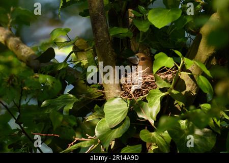 Leise und heimlich... Hawfink ( Coccothraustes coccothraustes ) am Brutplatz, gut versteckt zwischen Efeu in einer Baumgabel Stockfoto