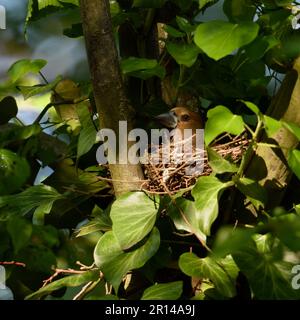 Leise und heimlich... Hawfink ( Coccothraustes coccothraustes ) am Brutplatz, gut versteckt zwischen Efeu in einer Baumgabel Stockfoto