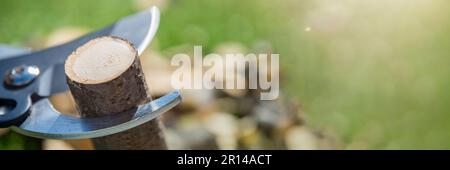 Äste mit Gartenscheren schneiden. Baumpflege im Garten. Schere zum Schneiden von Ästen in Nahaufnahme mit Kopierbereich. Stockfoto