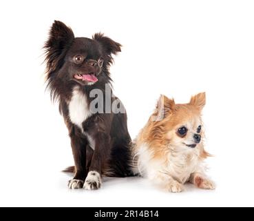 Wenig chihuahuas vor weißem Hintergrund Stockfoto