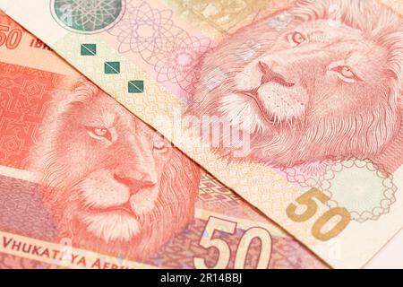 Südafrikanisches Geld 50 Rand Banknote. Stockfoto