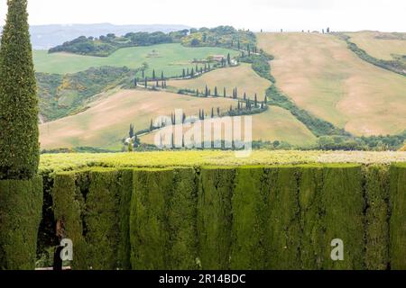 Malerische Landschaft in den Hügeln von Val d'Orcia mit Zypressen und Weizenfeldern, Toskana, Italien Stockfoto