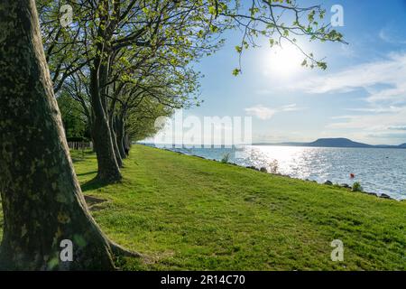 Freier Strand am Balaton mit Bäumen und Natur in Balatonboglar Ungarn. Stockfoto