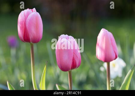 Pink Tulips Pink Impression, tulipan Darwina aus nächster Nähe im Garten Stockfoto