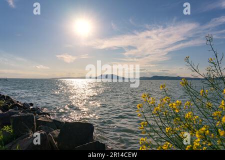 Freier Strand am Balaton mit Natur im Balatonboglar Ungarn. Stockfoto