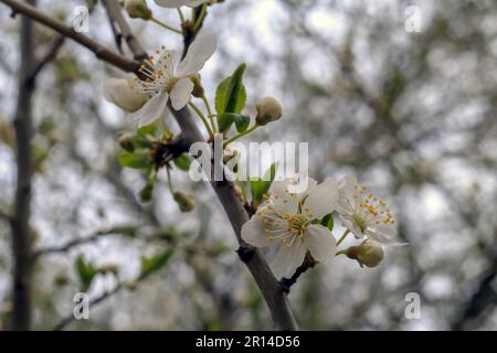 Weiße Blumen auf einem Ast am Himmel im Wald Stockfoto