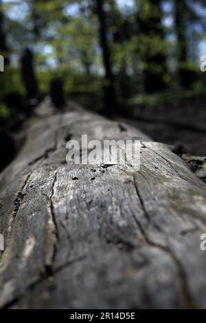 Furchen in einem umgestürzten Baumstamm im Wald Stockfoto