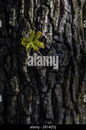 Ein junges Blatt, das aus einem Baumstamm im Wald wächst Stockfoto