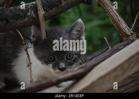 Ein kleines weißes Straßenkätzchen, das im Garten gegen grüne Büsche sitzt. Zum Problembegriff der aufgegebenen Tiere. Porträt von schön putzen Stockfoto