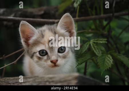 Ein kleines, dreifarbiges Kätzchen sitzt im Garten gegen grüne Büsche. Porträt eines schönen, sauberen, jungen Bastardkatzen mit großen Augen. Posten Stockfoto