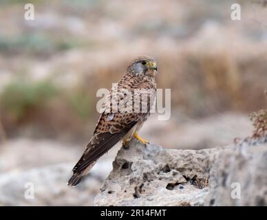 Weibliche Kestrele (falco tinnunculus) hoch oben auf einem felsigen Felsvorsprung, Paphos, Zypern. Stockfoto