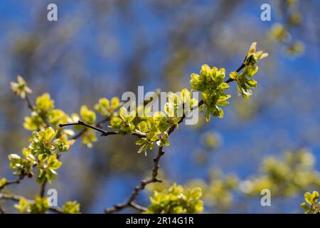 Wych Elm (Ulmus glabra), Nahaufnahme der ovalförmigen Samen oder Früchte, die im späten Frühling produziert wurden Stockfoto