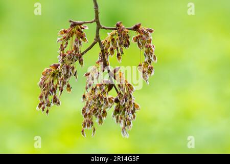 Blume einer flatternden Ulmus laevis im Frühling. Stockfoto