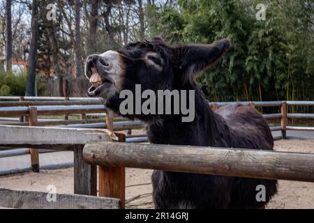 Schwarzer Esel beißt und leckt den Zaun vor einem Holzstall. Stockfoto