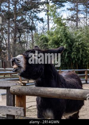 Ein schwarzer Esel, der sich vor einem Holzstall am Zaun brütet und Zähne zeigt. Stockfoto