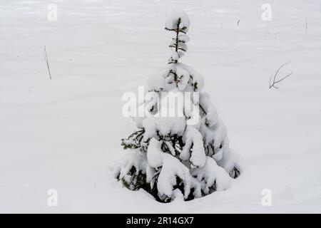 Kleiner einsamer Weihnachtsbaum, bedeckt mit Schnee, zwischen weißen Schneewehen an einem Wintertag. Stockfoto