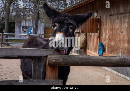 Schwarzer Esel beißt und leckt den Zaun vor einem Holzstall. Stockfoto