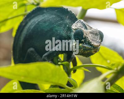 Pfarrer Chamäleon - Calumma parsonii - steht auf einem Ast, Nahaufnahme Stockfoto