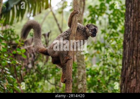 Gemeinsame braun lemur - Eulemur fulvus-Holding auf einem Baum, verschwommen Wald im Hintergrund. Lemuren sind endemisch auf Madagaskar Stockfoto