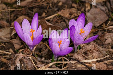 Drei blühende Blüten in Lila und Gelb (Crocus heuffelianus), die im Schatten wachsen, trockenes Gras und Blätter Stockfoto