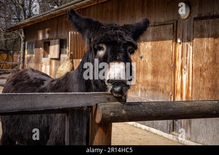 Schwarzer Esel am Zaun vor einem Holzstall. Stockfoto