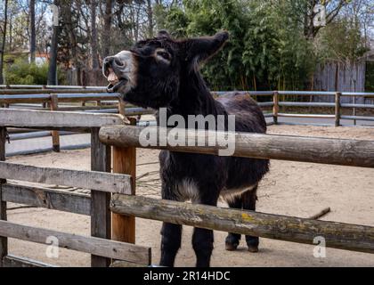 Schwarzer Esel beißt und leckt den Zaun vor einem Holzstall. Stockfoto