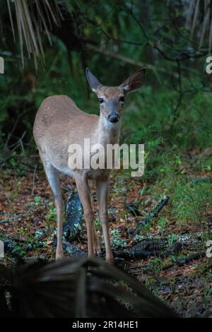 Junge Hirsche in den Wäldern von Edisto Island Stockfoto