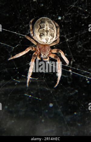 Nahaufnahme einer braunen, fetten Furchenkorbspinne in einem Spinnennetz auf schwarzem Hintergrund, Larinioides cornutus ist eine fette, braune Furchenkorbspinne, die in der lebt Stockfoto