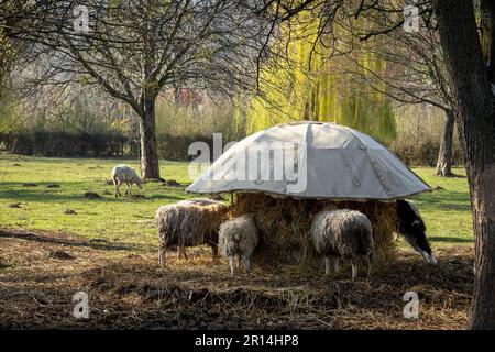 Sulistrowice, Polen - 15. April 2023: Schafherde, die im Frühling Heu von einem Futterregal auf dem Feld isst. Stockfoto