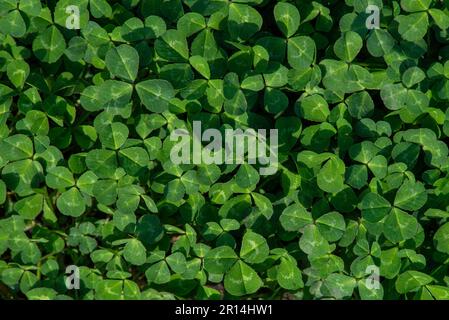 Natürlicher, grüner, dunkler Hintergrund. Pflanzen- und Kräutertextur. Grüne, junge, frische oxalis, Shamrock, Trefoil Nahaufnahme. Schöner Hintergrund mit grünem Clan Stockfoto