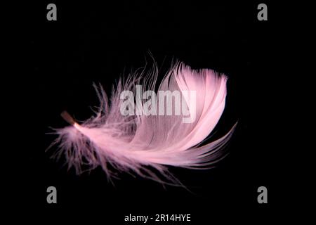 Nahaufnahme des Gefiedermaus Feather Pink isoliert auf Schwarz Stockfoto