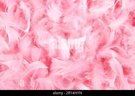 Nahaufnahme des Gefiedermaus Feather Pink isoliert auf Schwarz Stockfoto