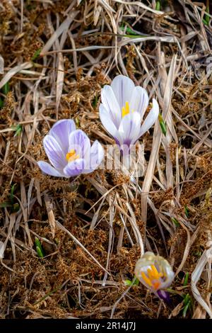 Wilde lila Krokusse blühen in ihrer natürlichen Umgebung im Wald. Crocus Albiflorus Stockfoto