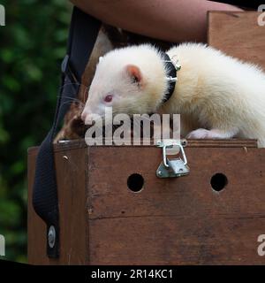 Weißes Frettchen mit Besitzer Stockfoto