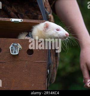 Weißes Frettchen mit Besitzer Stockfoto