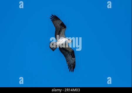 Osprey fliegt über den Teich und sucht nach Fish Stockfoto