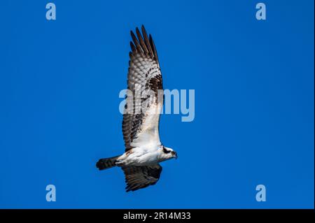 Osprey fliegt über den Teich und sucht nach Fish Stockfoto