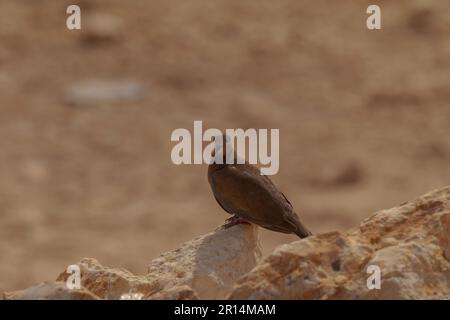 Die lachende Taube (Spilopelia senegalensis) sitzt auf einem Felsen, der Hintergrund ist verschwommen Stockfoto